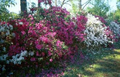 Untrimmed Azaleas in bloom; remind us of Lawtey