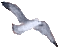 Seagull graphic for Wings of the Morning - I'll Fly Away