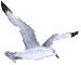 Seagull graphic for Wings of the Morning - I'll Fly Away