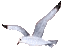 Seagull graphic for Wings of the Morning - I'll Fly Away